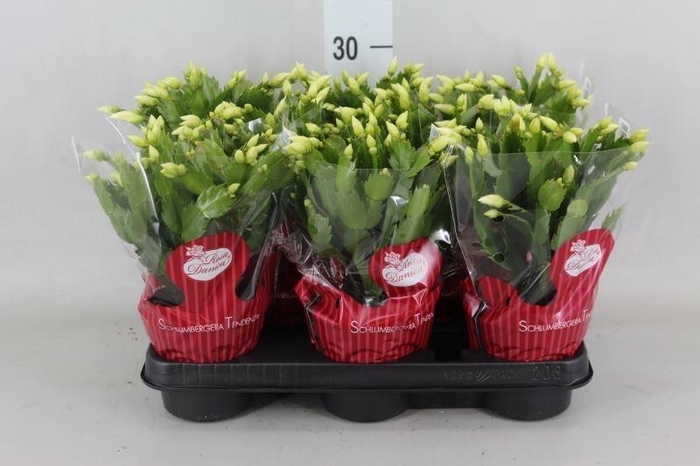<h4>Schlumbergera ...</h4>