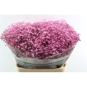 Gyps Grof Cerise (dip)