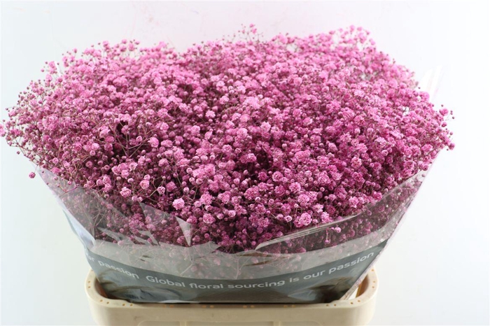 <h4>Gyps Grof Cerise (dip)</h4>