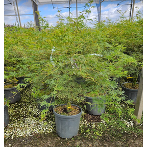 Acer palmatum