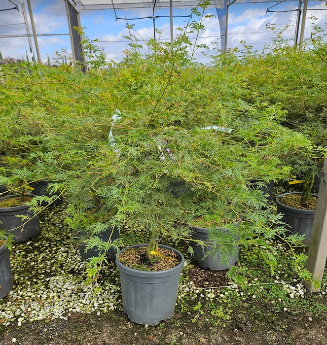 <h4>Acer palmatum</h4>