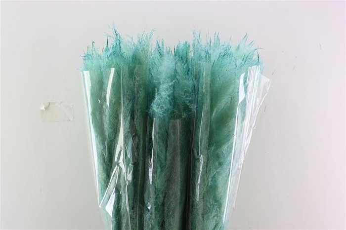 Dried Cortaderia Dadang Light Blue 180cm P Stem