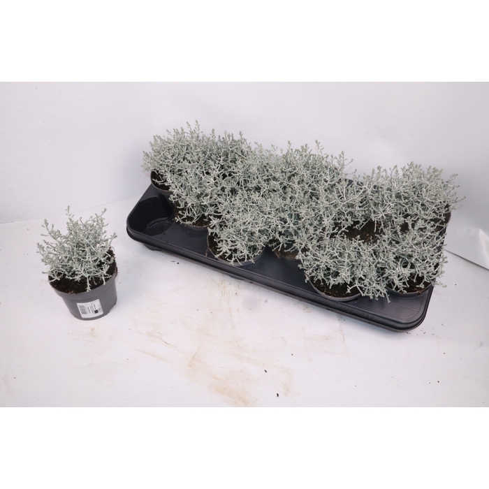 <h4>LEUCOPH BROWNII</h4>