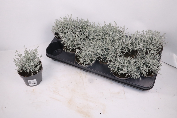 LEUCOPH BROWNII