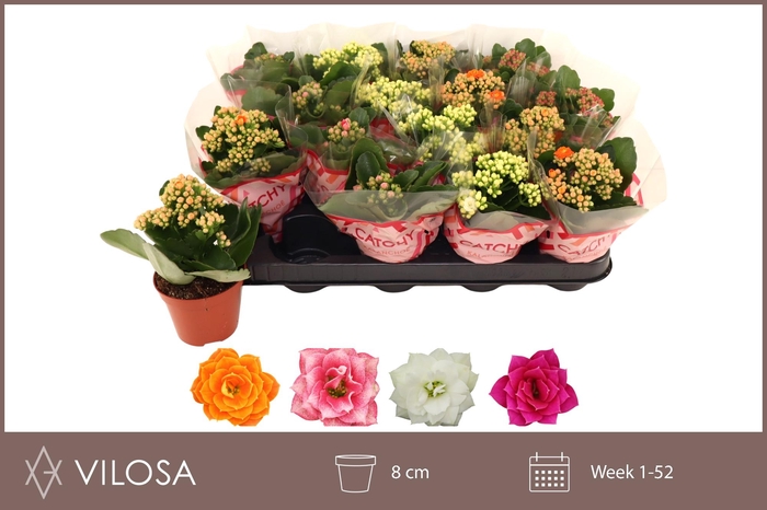 <h4>KAL GE GEM 5 KL</h4>