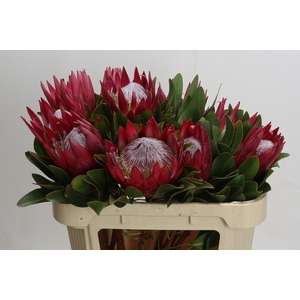 Protea Cynaroides Madiba