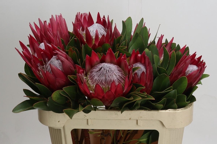 <h4>Protea Cynaroides Madiba</h4>