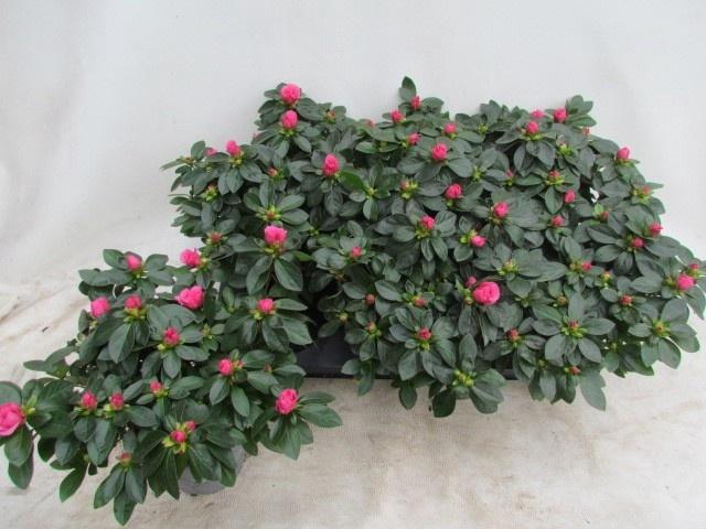 <h4>RHODO SI AIKO PINK</h4>