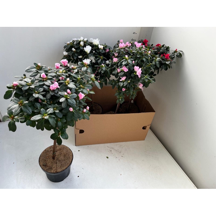 <h4>RHODO SI OV</h4>