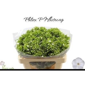 PHLOX P WHITECAP