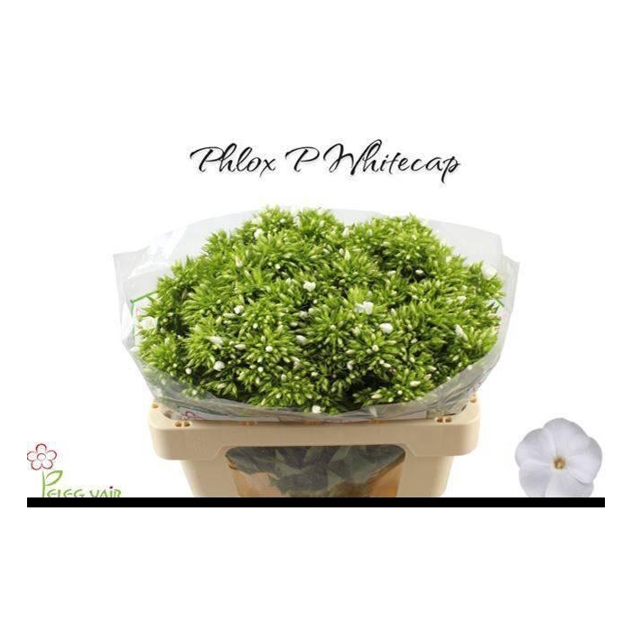 <h4>PHLOX P WHITECAP</h4>
