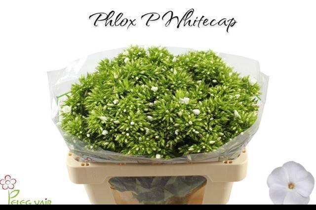 <h4>PHLOX P WHITECAP</h4>