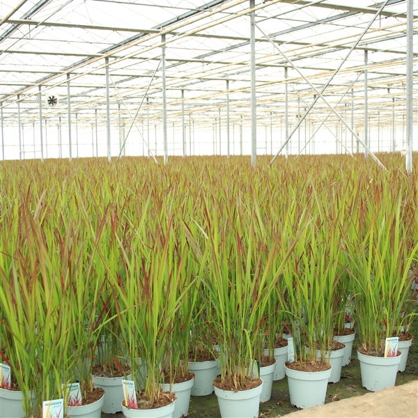 <h4>Imperata cylindrica 'Red Baron'</h4>