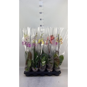 Phalaenopsis   ...mix