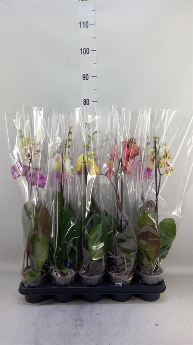 <h4>Phalaenopsis   ...mix</h4>
