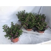 arr8 Cuph Hyssopifolia