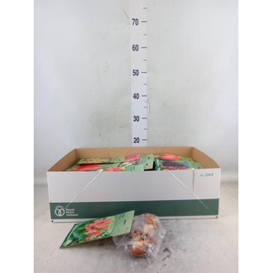 Tulipa   ...flowerbulbs