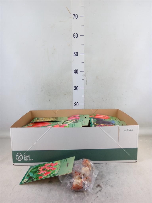 <h4>Tulipa   ...flowerbulbs</h4>