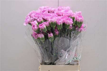 <h4>Di St Birmania</h4>