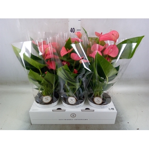 Anthurium andr. 'Pink Champion'