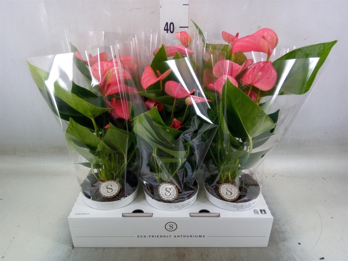 <h4>Anthurium andr. 'Pink Champion'</h4>