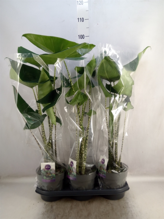 <h4>Alocasia zebrina</h4>