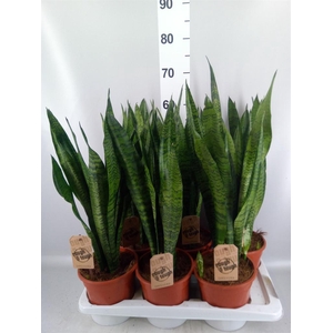 Sansevieria zeylanica
