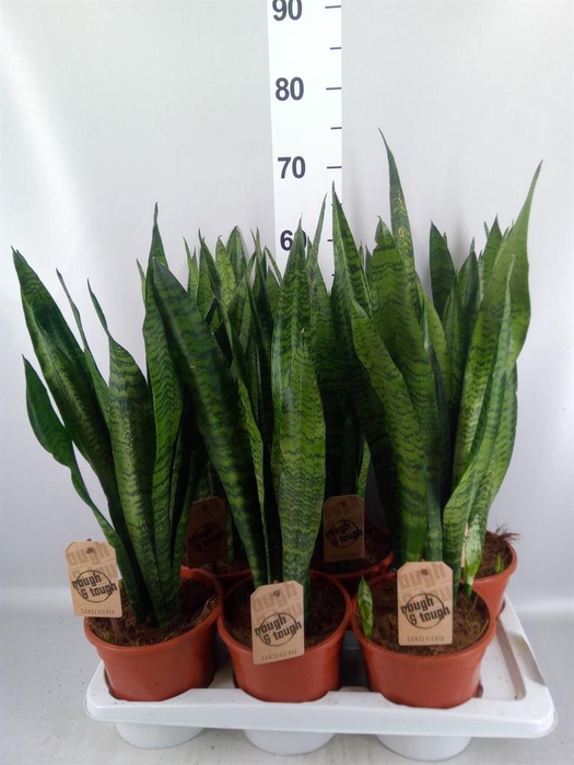 <h4>Sansevieria zeylanica</h4>