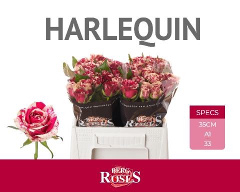 <h4>Rosa GR 'Harlequin'</h4>