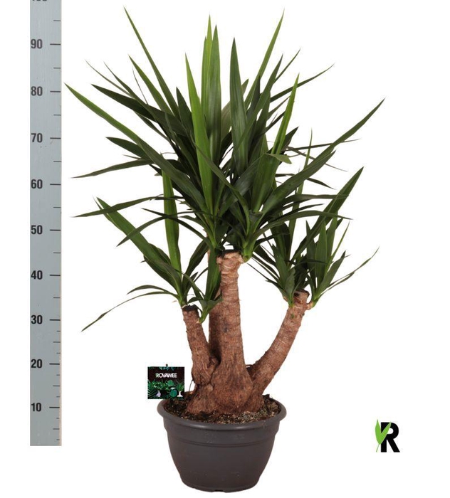 <h4>YUC ELEPHANTIPES</h4>