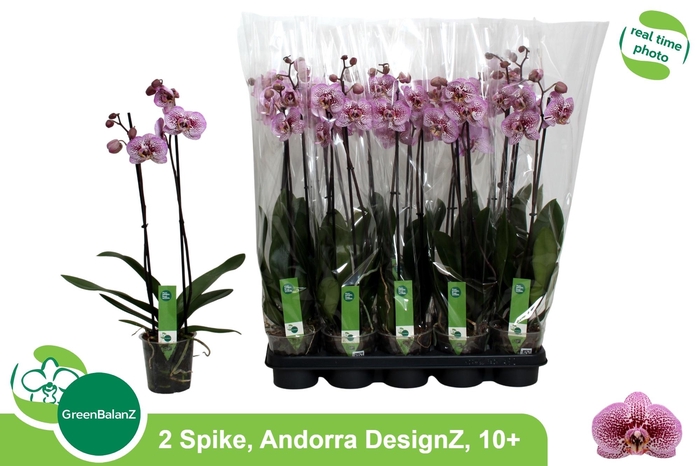 <h4>PHAL AN ANDORRA</h4>