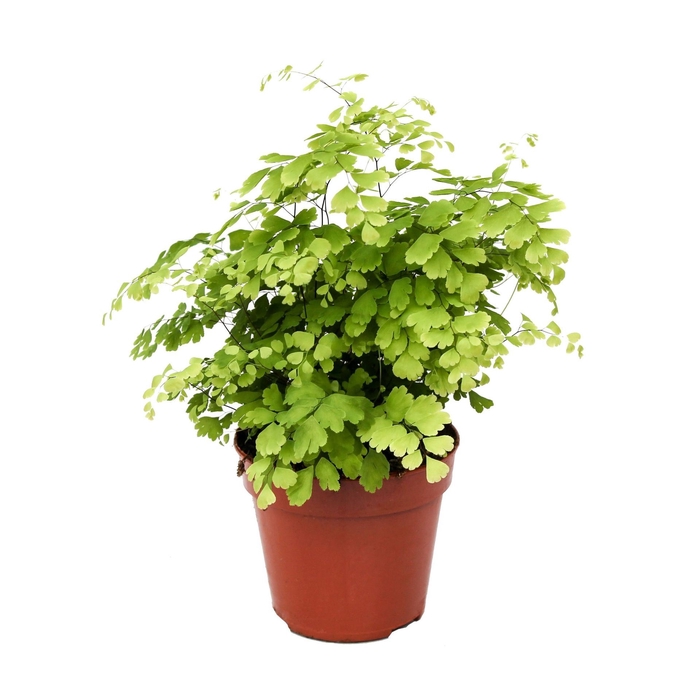 <h4>Adiantum Fragrans</h4>