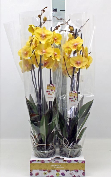 <h4>Phalaenopsis   ...yellow</h4>