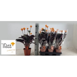Calathea crocata