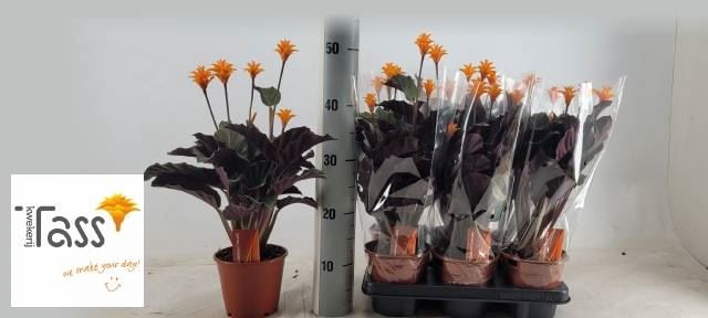 <h4>Calathea crocata</h4>