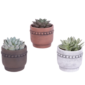 Succulenten mix Ø10,5cm in Ø13cm Ceramic Pot Beads Rim