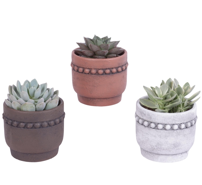 <h4>Succulenten mix Ø10,5cm in Ø13cm Ceramic Pot Beads Rim</h4>
