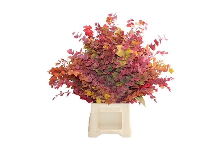 <h4>Euc. Stuartiana Autumn Gestabiliseerd</h4>
