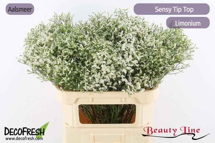 <h4>LIM SIN SEN TIP TOP</h4>