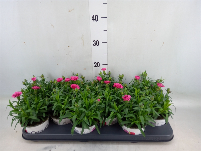 <h4>Dianthus  'Oscar Pink'</h4>