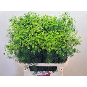 ANET GRAVEOLENS