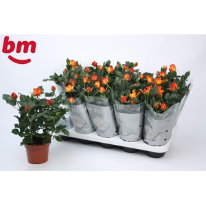 Rosa Estoril Beau Monde (12 cm)