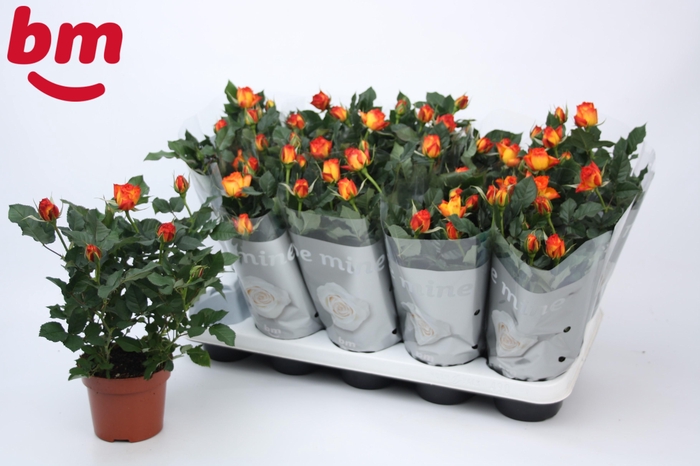 <h4>Rosa Estoril Beau Monde (12 cm)</h4>