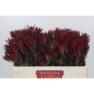 Leucadendron Blush Spray