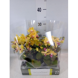 Phalaenopsis multi.   ...yellow