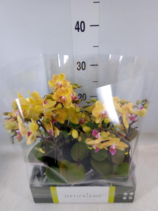 <h4>Phalaenopsis multi.   ...yellow</h4>