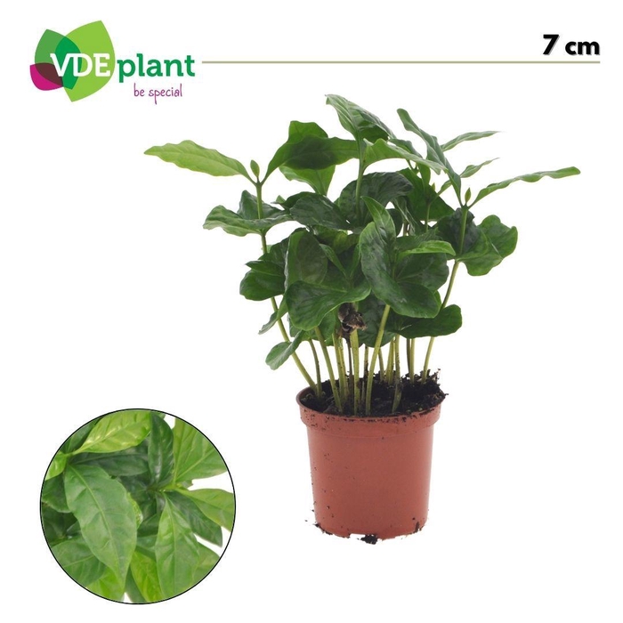 <h4>Coffea Arabica</h4>