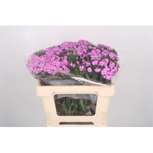 Di Barb Breanthus Melian Lila