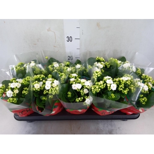 Kalanchoe blos. 'Calandiva Whites'