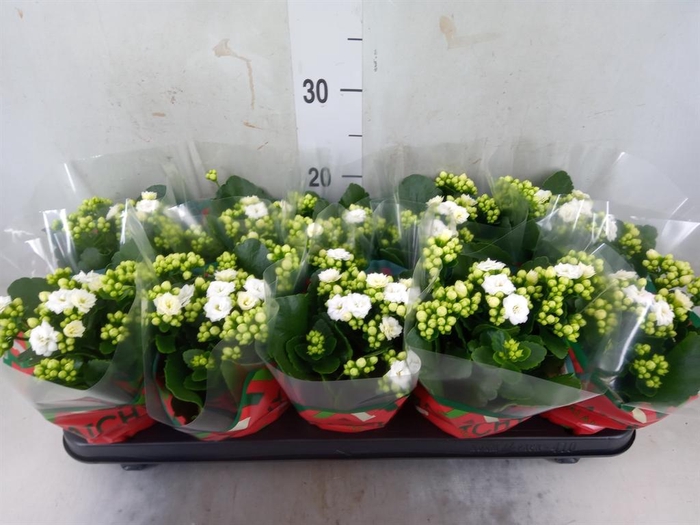 <h4>Kalanchoe blos. 'Calandiva Whites'</h4>